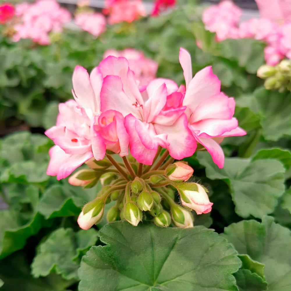 Pelargonija stajaća – 3